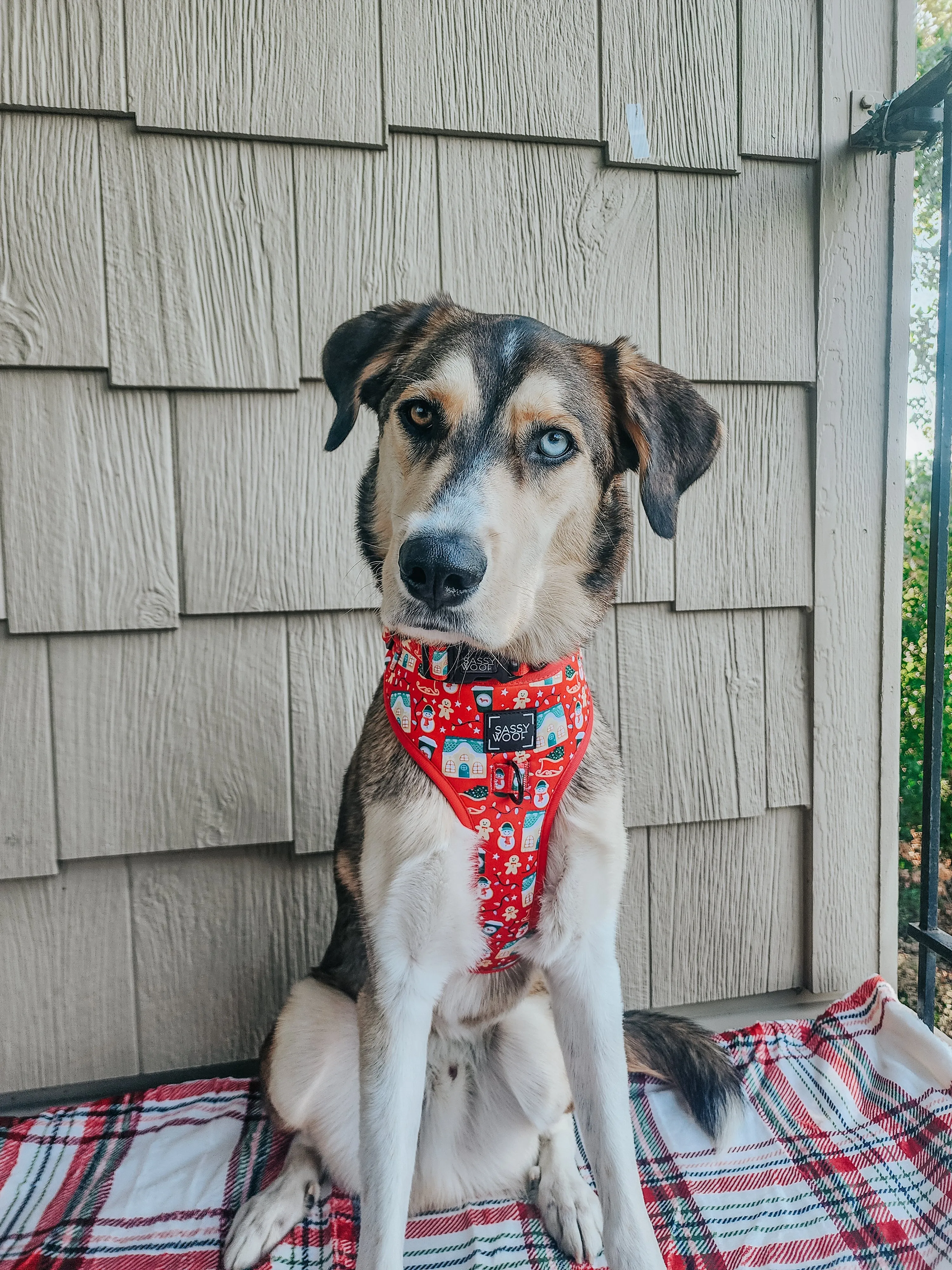 Dog Adjustable Harness - Sleigh Baby Sleigh