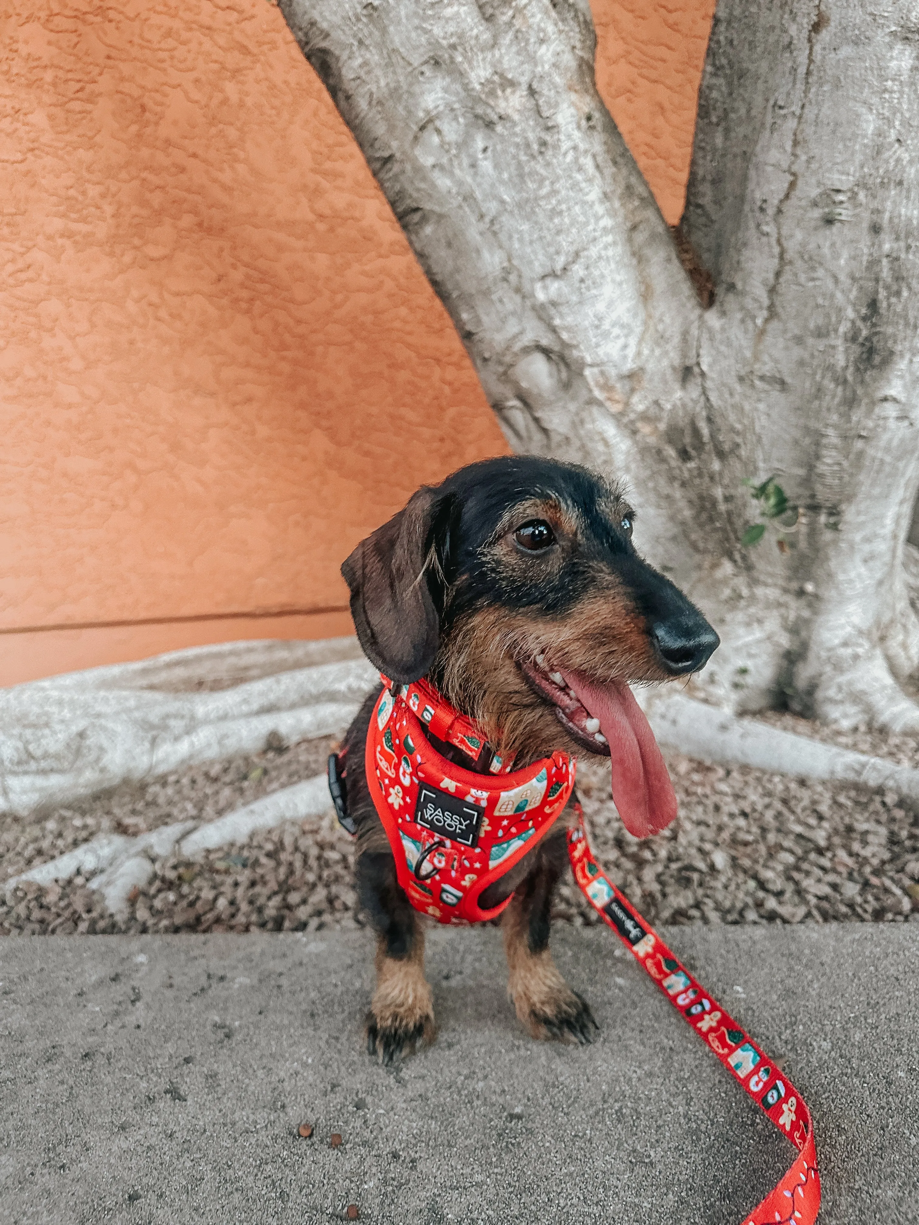 Dog Adjustable Harness - Sleigh Baby Sleigh