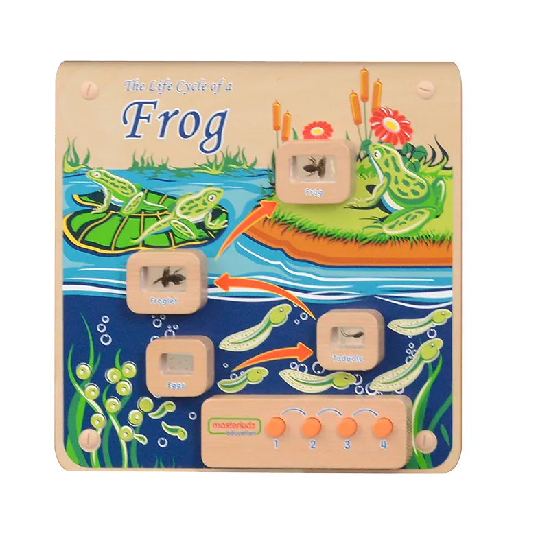 Light-Up Frog Life Cycle Stages Panel