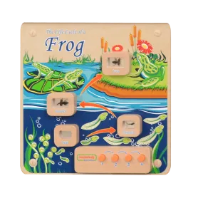 Light-Up Frog Life Cycle Stages Panel