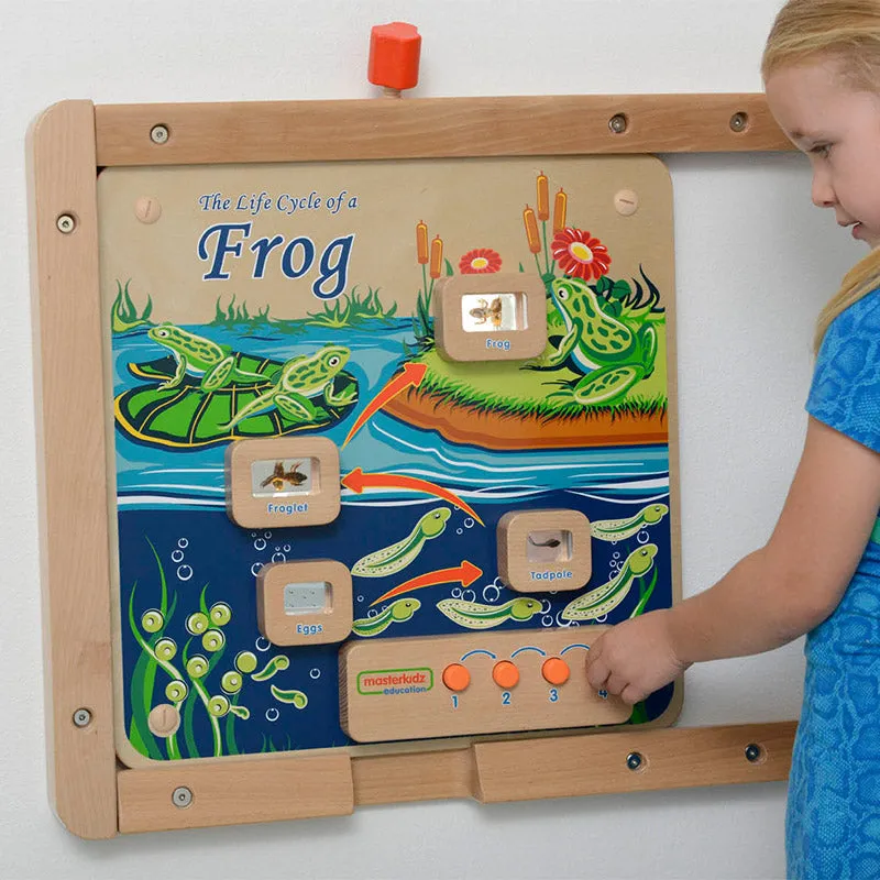 Light-Up Frog Life Cycle Stages Panel