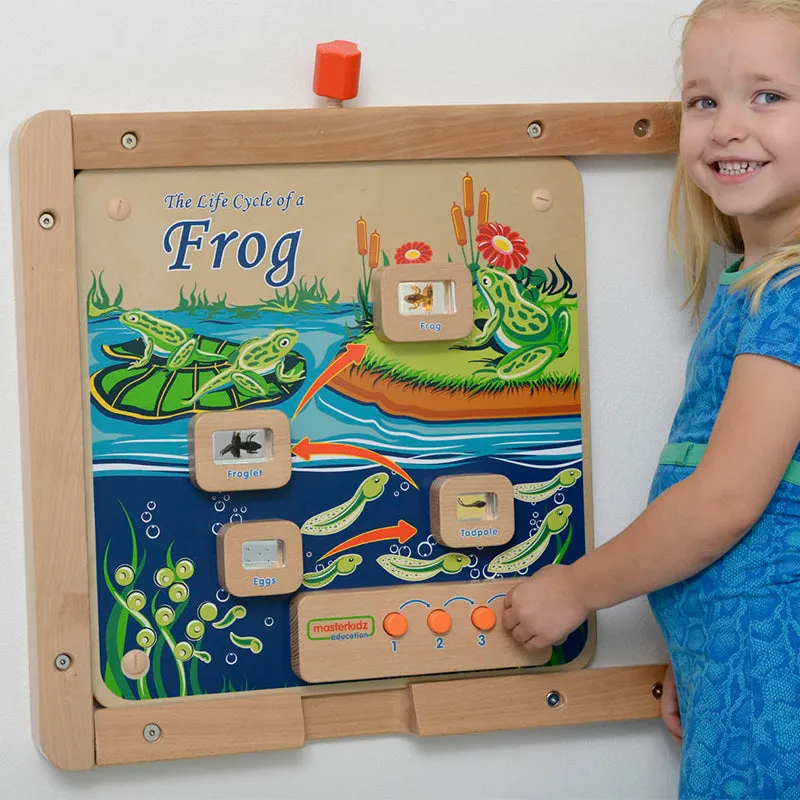 Light-Up Frog Life Cycle Stages Panel